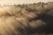 Солнечный свет сквозь туман в глубине каньона Баррон в парке Алгонкин, Онтарио, Канада — стоковое фото