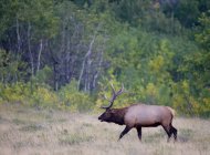 Side view of wild elk with antlers walking in forest of Alberta, Canada. — Stock Photo