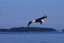 Лысый орлан летит над прибрежными островами Персидского залива, Британская Колумбия, Канада . — стоковое фото