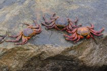 Crabes de mer dans la banlieue rocheuse de Miraflores, Lima, Pérou — Photo de stock