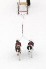 Dogs pulling kick sled, high angle view — Stock Photo