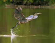 Grande uccello airone blu decollare dalla superficie dell'acqua del lago . — Foto stock