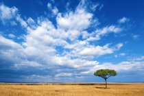 Pradera llana y cielo azul nublado con árbol solitario en la Reserva Masai Mara, Kenia, África Oriental - foto de stock