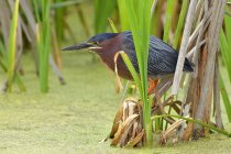 Зелений чапля птах, що вбирається на рослини в болотах . — стокове фото
