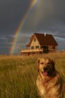 Rainbow, wooden cabin and golden retriever in scenic rural scene — Stock Photo