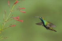 Black-throated mango hummingbird flying while feeding at flowers in Trinidad and Tobago. — Stock Photo