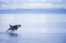 Rompere la balena assassina nell'acqua della Columbia Britannica, Canada . — Foto stock