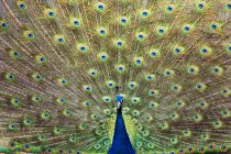 Pavo real mostrando plumas de colores en el ritual de apareamiento . - foto de stock