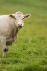 Charolais vaca contra fundo gramado verde . — Fotografia de Stock