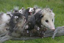 Opossum femminile con gioie opossum aggrappati su ramo d'albero nel prato — Foto stock