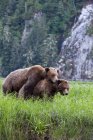 Dois ursos pardos acasalando em grama prado verde . — Fotografia de Stock
