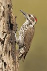 Male Arizona woodpecker pecking on dry tree trunk. — Stock Photo