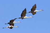 Sandhill cranes flying in blue sky — Stock Photo