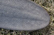 Nahaufnahme des Biberschwanzes auf trockenem Gras — Stockfoto
