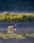 Veado de cauda branca cruzando o rio sob luz solar brilhante — Fotografia de Stock