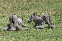 Бородавочники кормят поросят на зеленой траве в Африке — стоковое фото