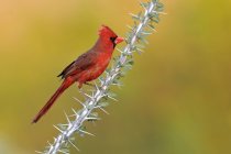 Northern cardinal perched on Ocotillo branch with thorns. — Stock Photo