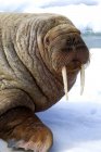 Північноатлантичній бика моржів, тинятись на pack льоду, Шпіцберген, арктичної Норвегії — стокове фото