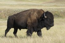 American bison bull walking in tall grass in Custer State Park, South Dakota, USA — Stock Photo
