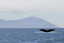 Горбатый кит в звучании Хуана Переса, Национальный парк Гуаии Хаанас, Хайда Гуаи, Британская Колумбия, Канада — стоковое фото