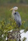 Grande pássaro garça azul em pé na costa em zonas húmidas . — Fotografia de Stock