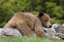 Grizzlybär ruht auf Holzklotz auf grüner Wiese. — Stockfoto
