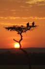Geiervögel auf Akazienbäumen bei Sonnenuntergang in der Serengeti-Ebene, Kenia, Ostafrika — Stockfoto