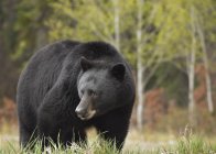 Urso negro no prado de Kootenay Plain, Alberta, Canadá — Fotografia de Stock