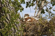 Falco ferruginoso seduto nel nido su un albero a Saskatchewan, Canada . — Foto stock