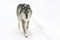 Adult female wolf walking on white snowy background. — Stock Photo