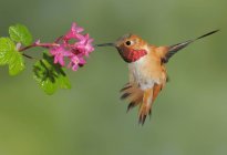 Männliche Kolibris ernähren sich von Blüten im Freien, Nahaufnahme. — Stockfoto