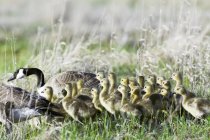 Canada geese and goslings walking on green meadow. — Stock Photo
