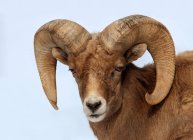 Retrato de ovelha bighorn contra fundo liso . — Fotografia de Stock