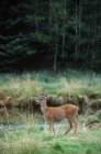 Black-tailed Deer in green landscape — Stock Photo