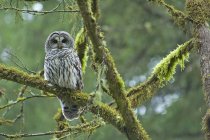Adult barred owl perching on mossy tree branch in rain forest,. — Stock Photo