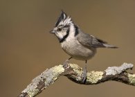 Bridled titmouse bird on perch in woods. — Stock Photo