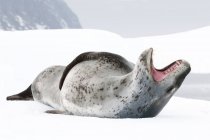 Phoque léopard femelle couché la bouche ouverte sur la banquise, île Pleneau, péninsule Antarctique, Antarctique — Photo de stock