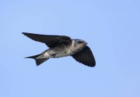 Hirondelle pourpre qui vole avec les ailes tendues dans le ciel bleu . — Photo de stock