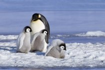 Empereur pingouin poussins et adultes sur l'île Snow Hill, mer de Weddell, Antarctique — Photo de stock