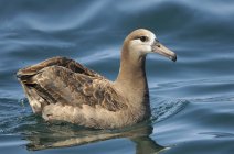 Black-footed albatross swimming in blue water, close-up. — Stock Photo