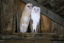 Courting barn owls sitting in wooden barn. — Stock Photo