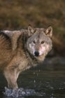 Wolf em pé na água do rio Montana, Estados Unidos da América — Fotografia de Stock