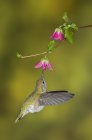 Hembra Anna Hummingbird alimentación en flor, primer plano . - foto de stock