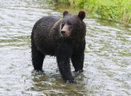 Grizzly orso in piedi e la caccia nella corrente di riproduzione di Fish Creek in Tongass National Forest, Alaska, Stati Uniti d'America . — Foto stock