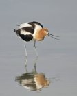 American avocet bird hunting in lake water, primo piano . — Foto stock