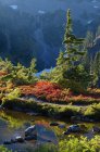 Eau et feuillage automnal de la forêt nationale Mount Baker-Snoqualmie, Washington, États-Unis — Photo de stock