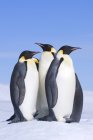 Drei Kaiserpinguine auf schneebedeckter Insel, Hochzeitsmeer, Antarktis — Stockfoto
