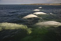 Bélugas dans l'eau en été près de l'estuaire de la rivière Churchill, baie d'Hudson, Canada — Photo de stock