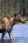 Moose walking in lake in Central British Columbia, Canada — Stock Photo