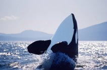 Baleia assassina saltando na água da Colúmbia Britânica, Canadá . — Fotografia de Stock